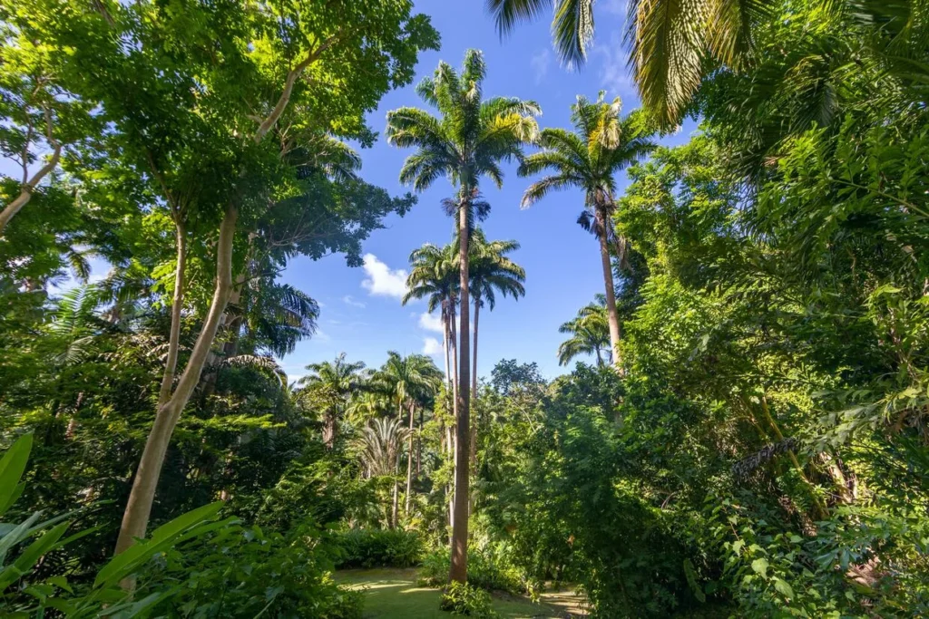 Palm Tree Planting