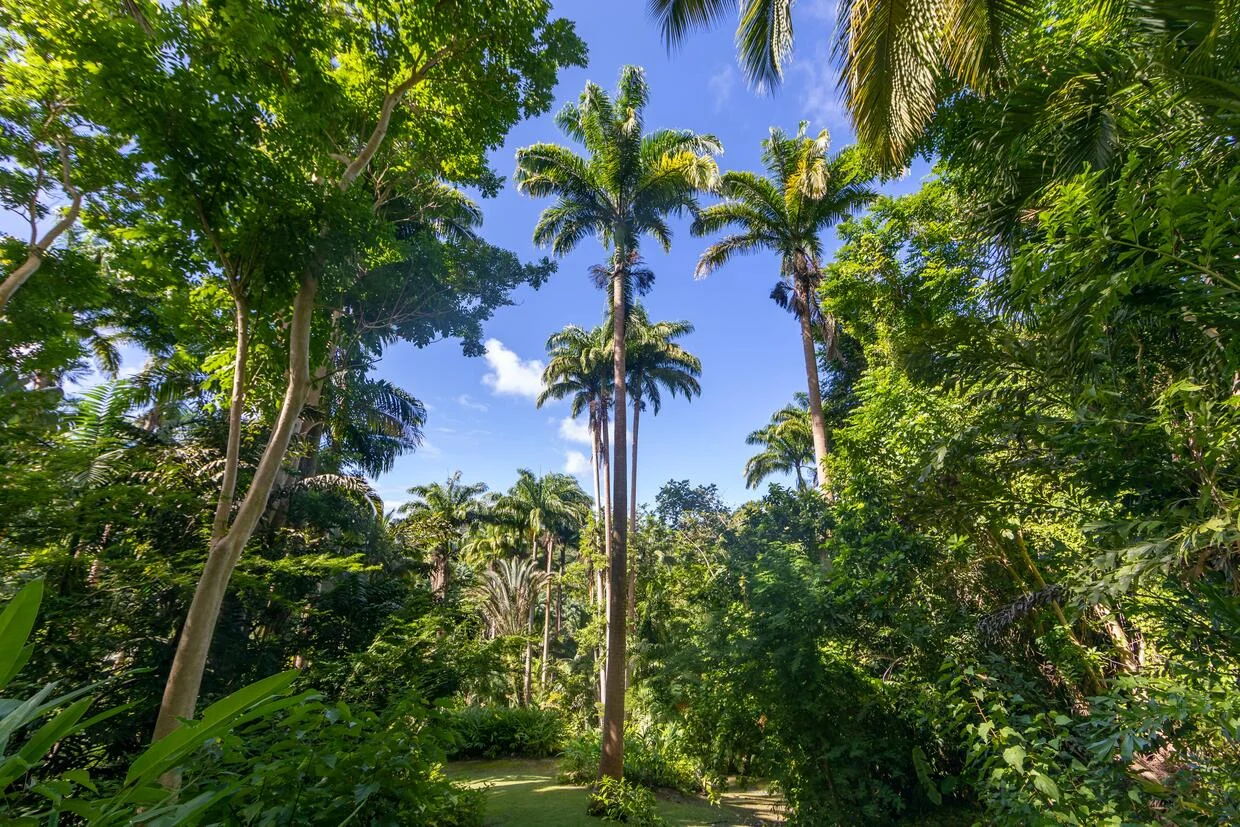 Palm Tree Planting