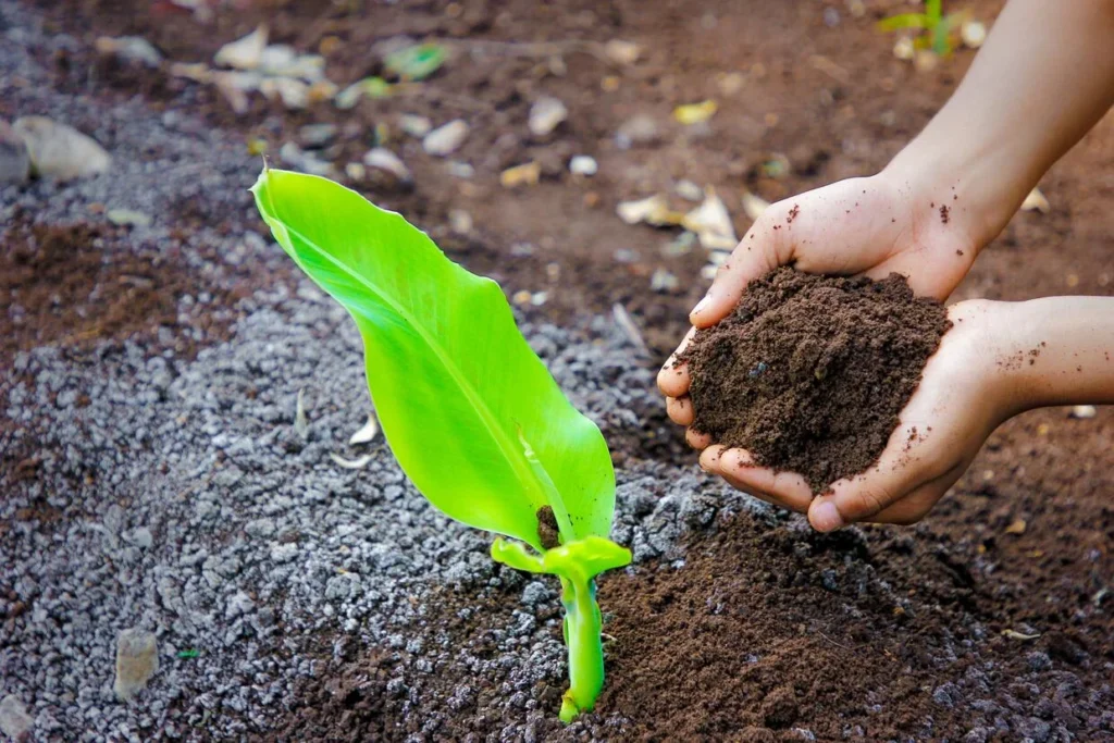 Tree Plantation