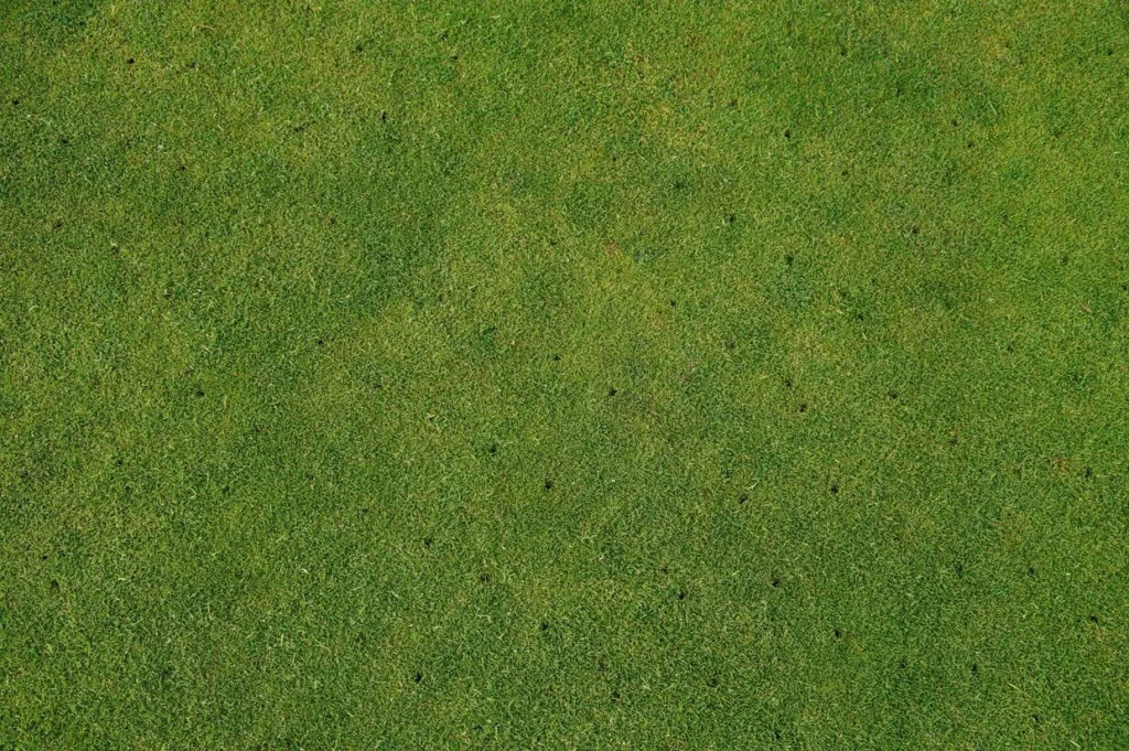 Turf Maintenance