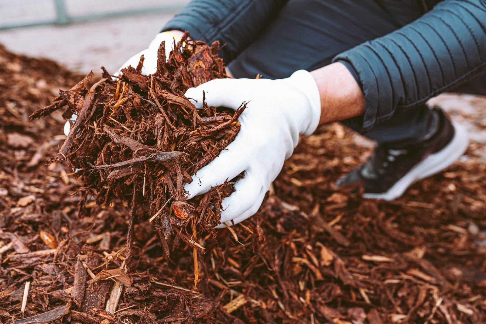 Male hands in gardening gloves, holding wood chips, garden mulch