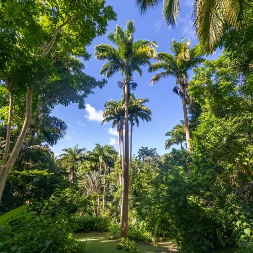Palm Tree Planting