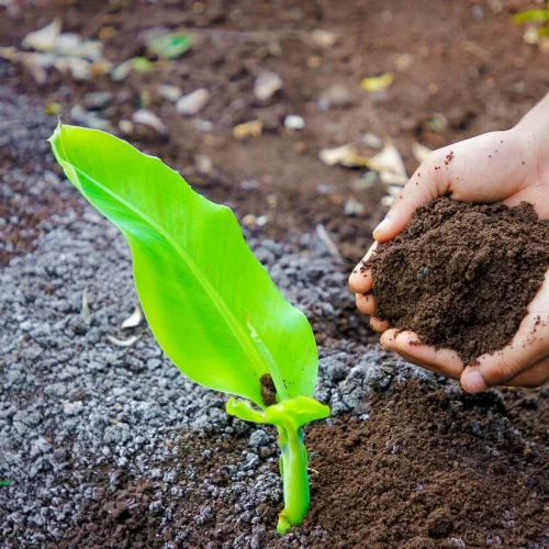 Tree Plantation