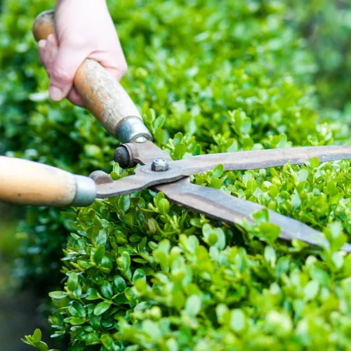 Trimming